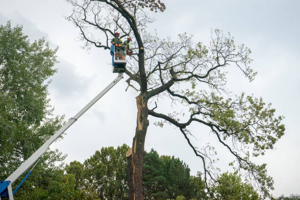 Best Emergency Tree Removal  in Isle Of Hope, GA