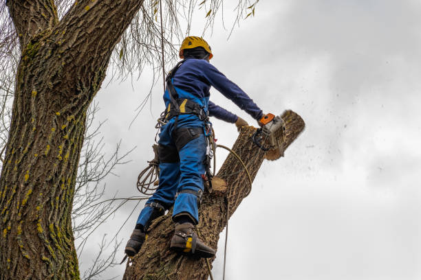 Best Tree Risk Assessment  in Isle Of Hope, GA