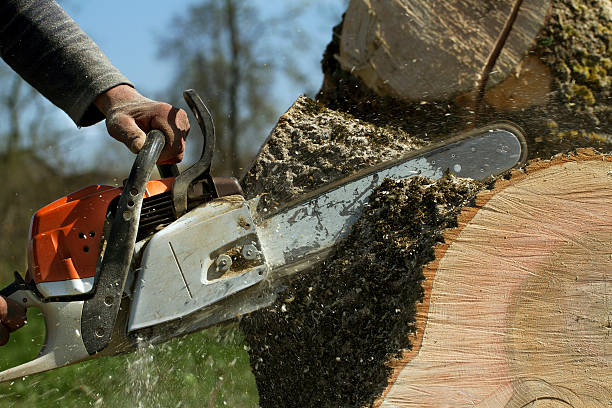 Best Storm Damage Tree Cleanup  in Isle Of Hope, GA